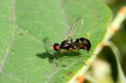 Nemopoda nitidula